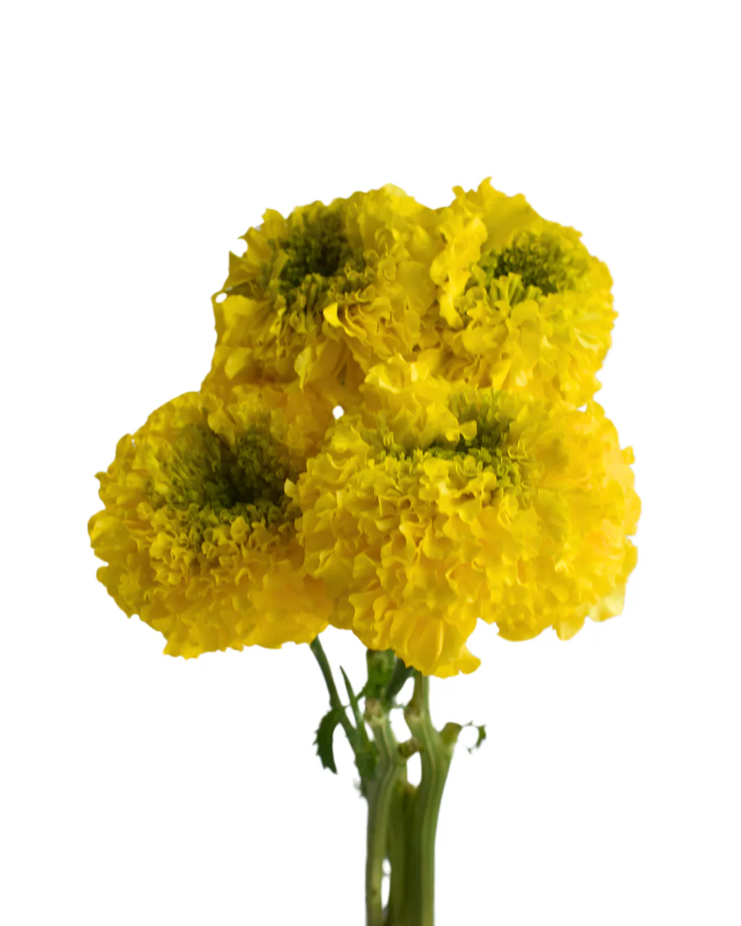 Marigold Yellow — Marigold