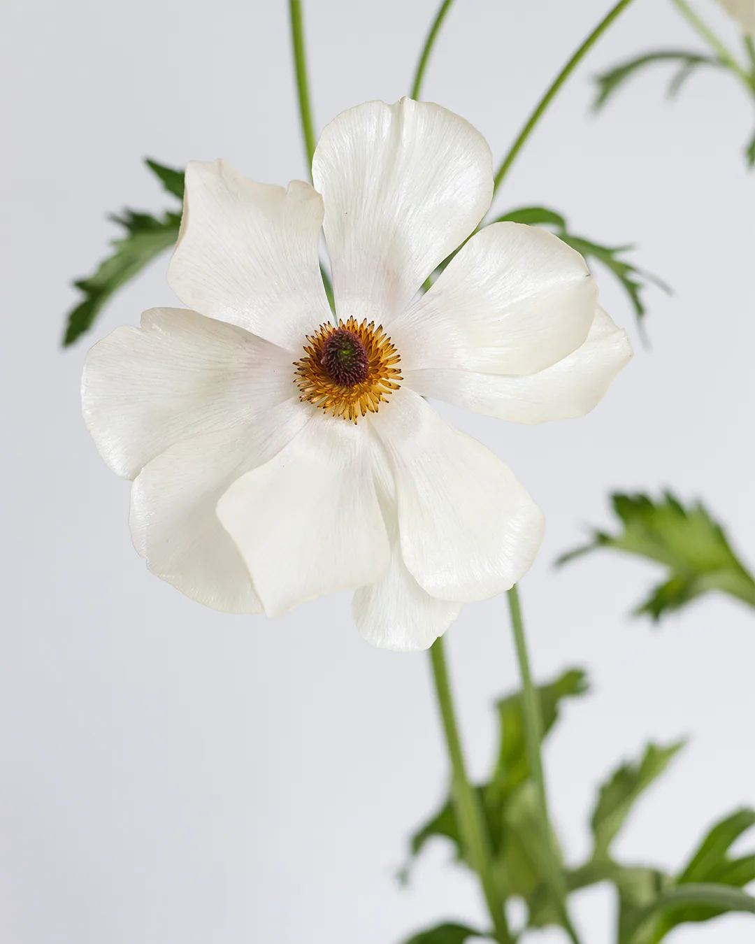 Mariposa Magical Mascarpone — Butterfly