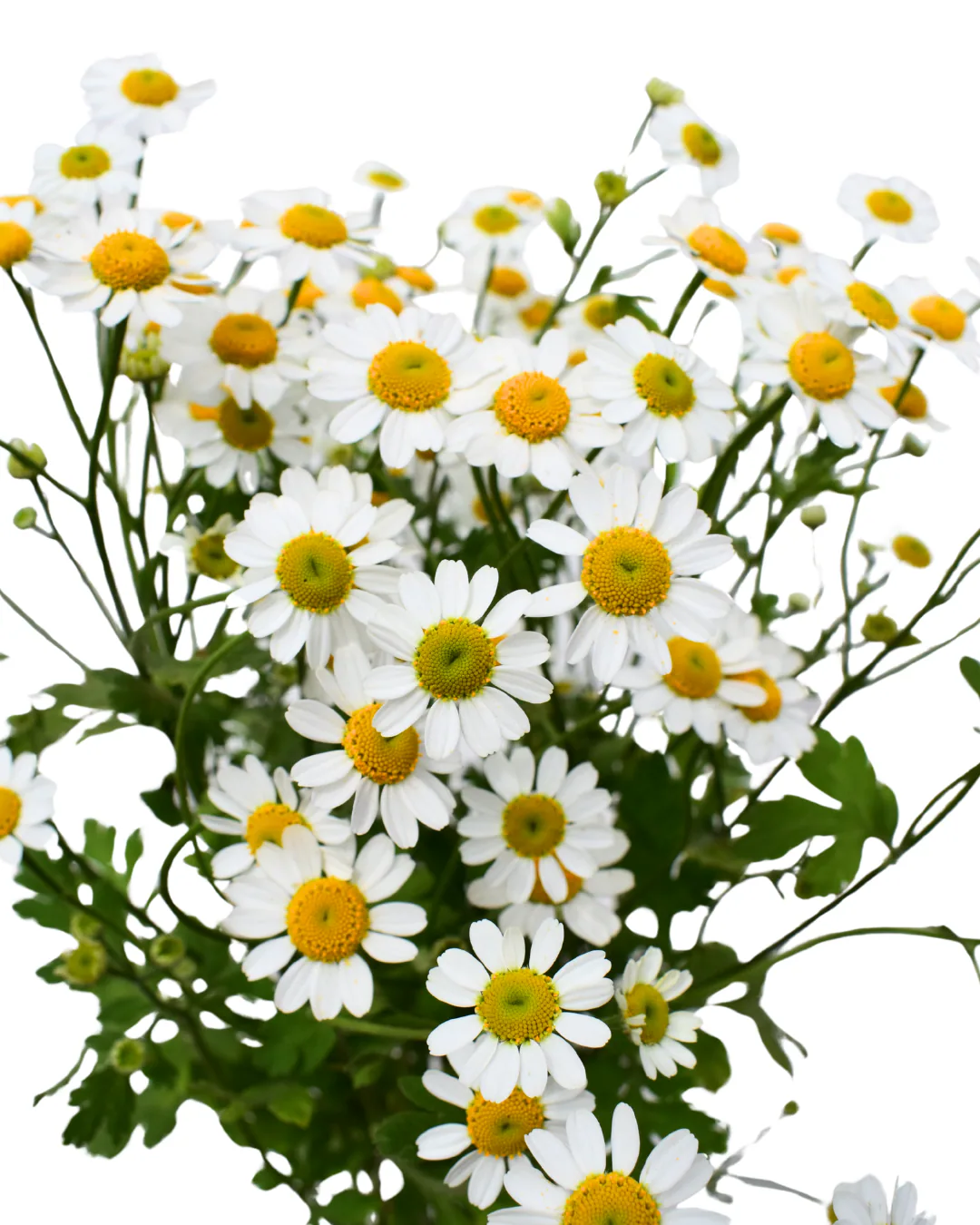 Matricaria Recutita — Matricaria