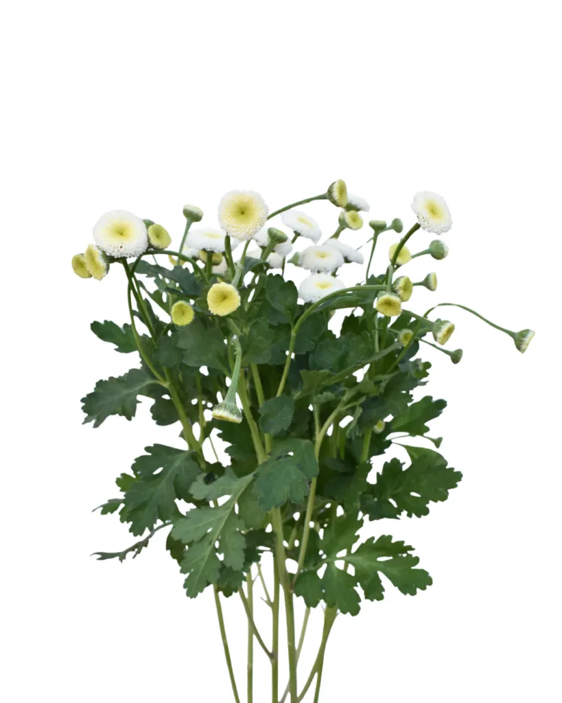 Matricaria Snowball White