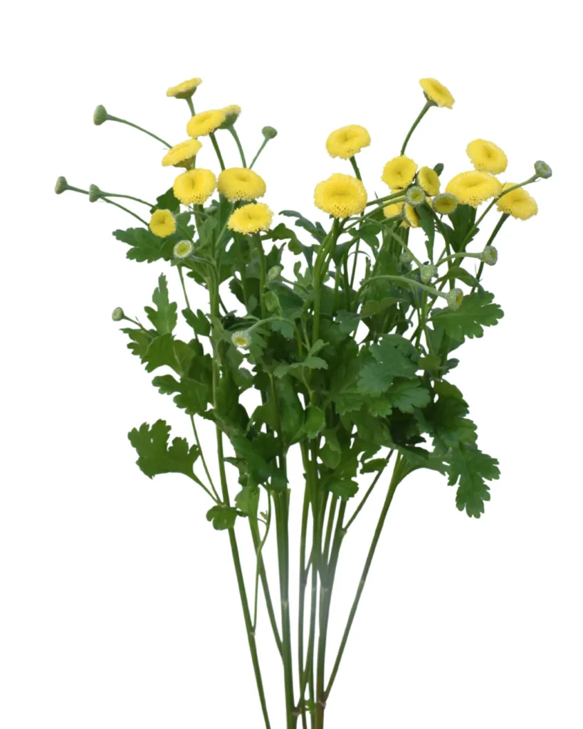 Matricaria Snowball Yellow