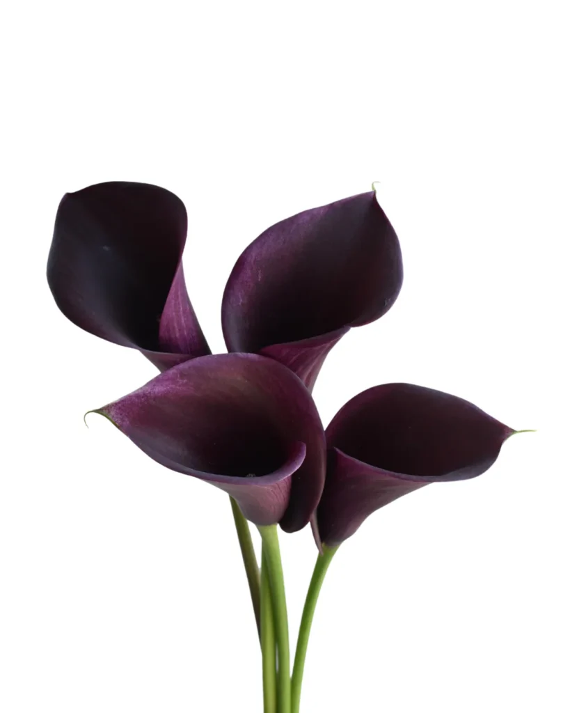 Mini Calla Dark Purple