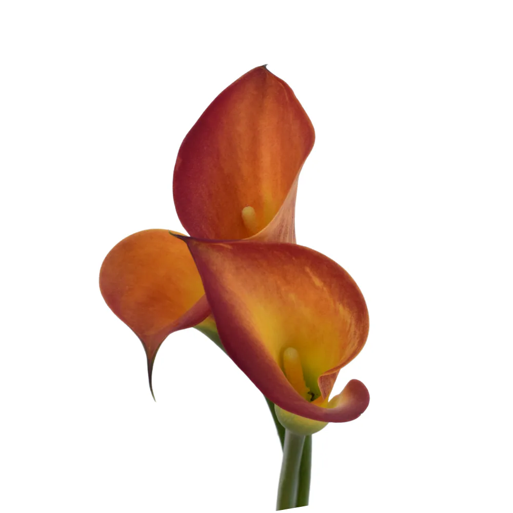 Mini Calla Orange & Red