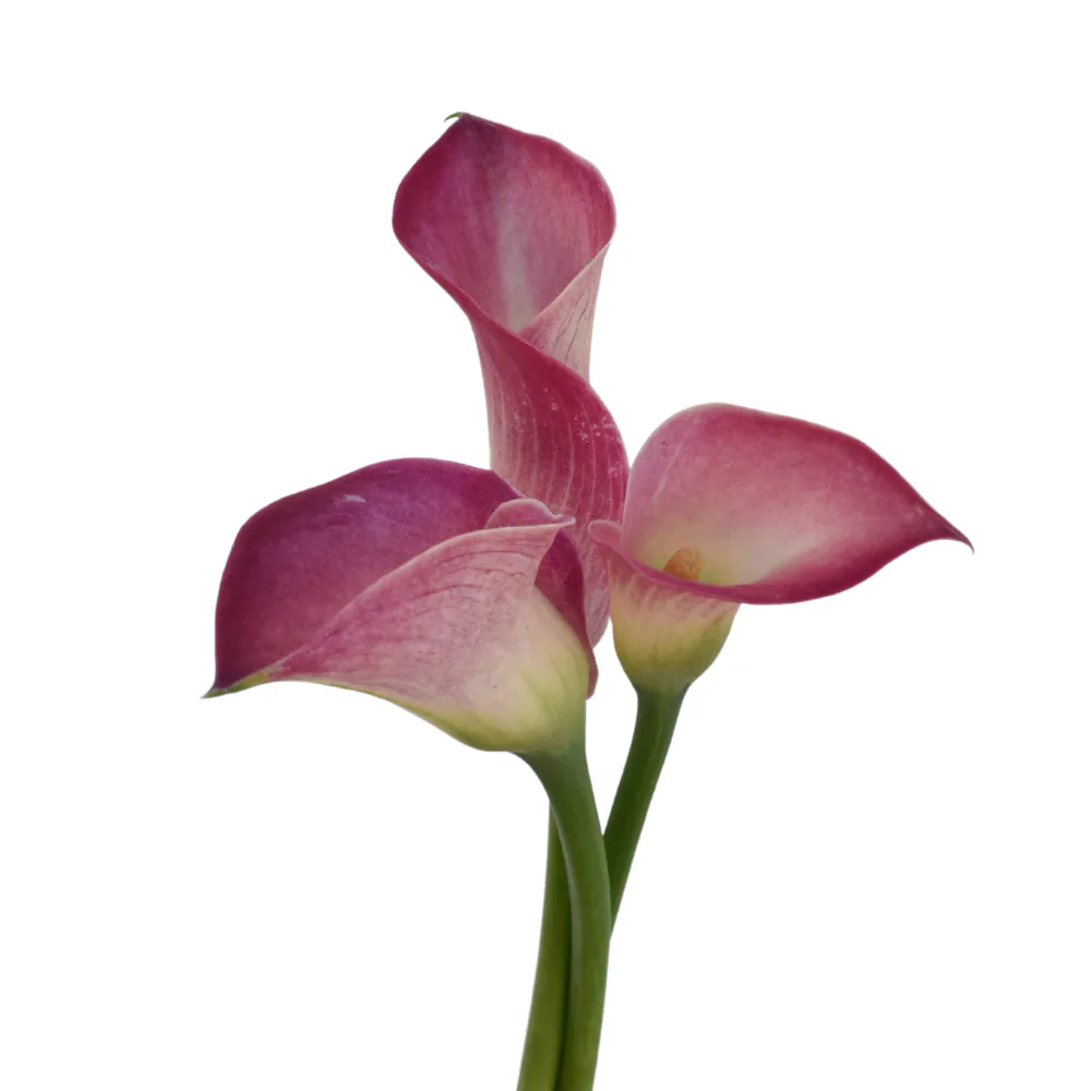 Mini Calla Pink