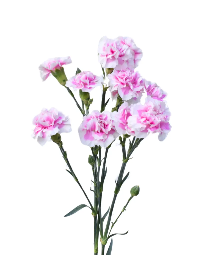 Mini Clavel Mirafiori