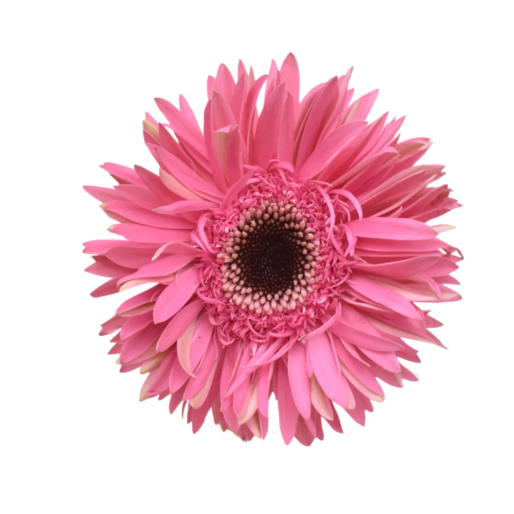 Mini Gerberas