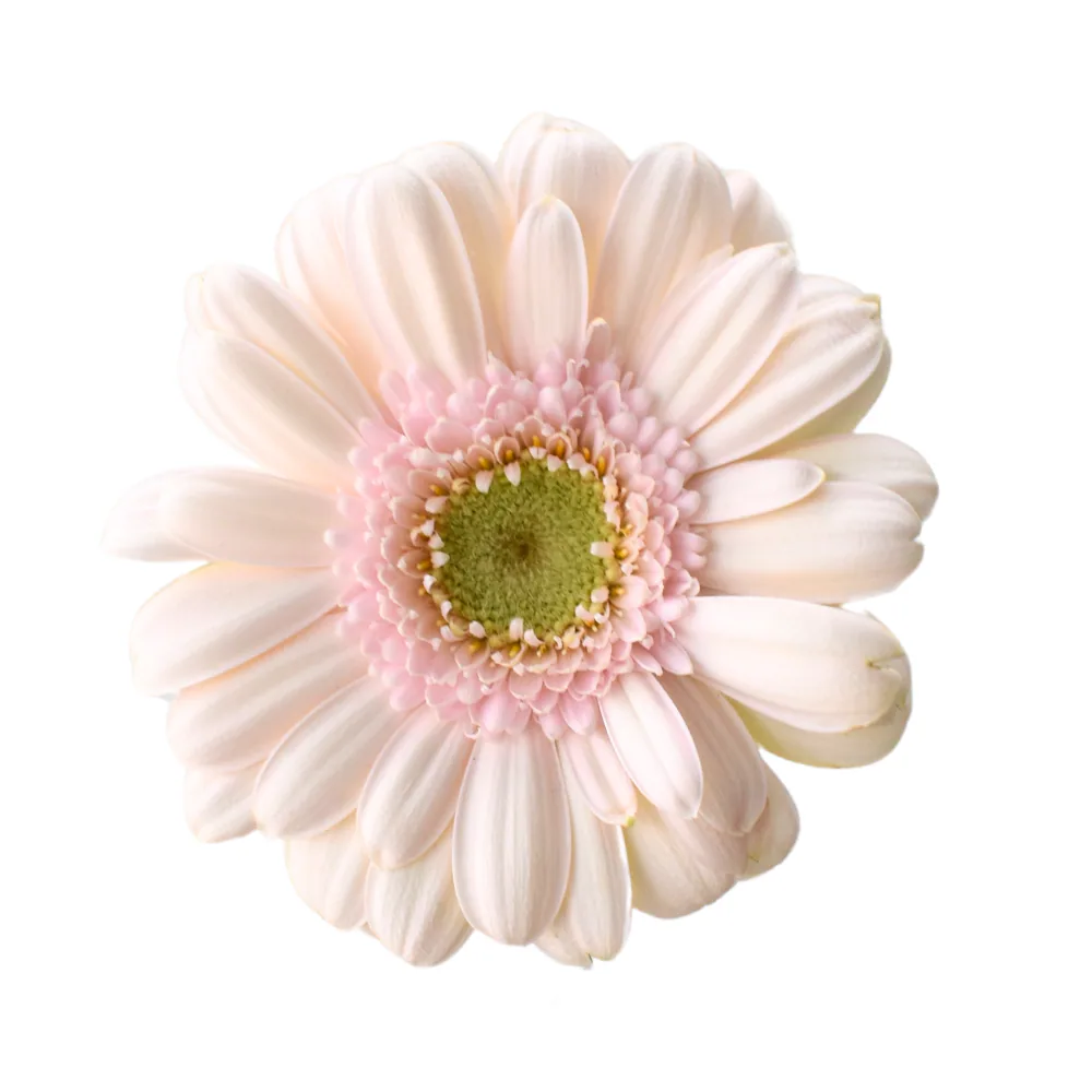 Mini Gerbera Bridal Kimsey