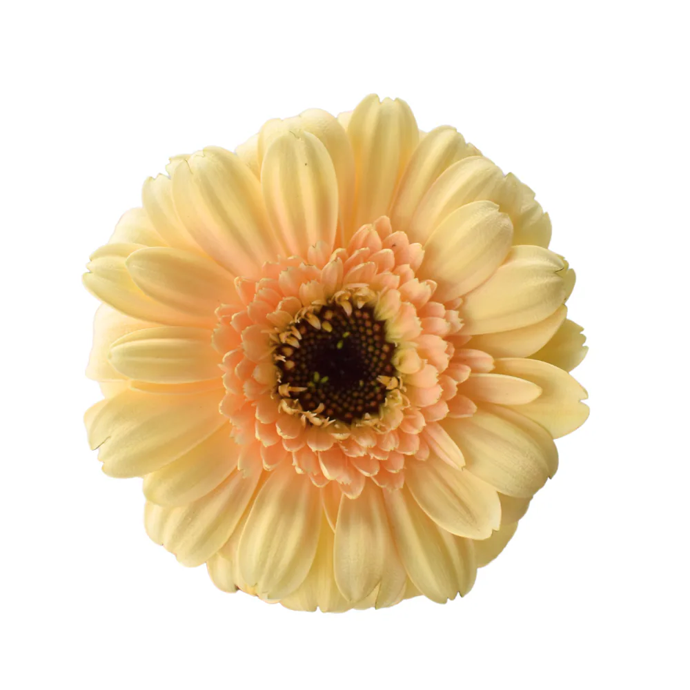 Mini Gerbera Café