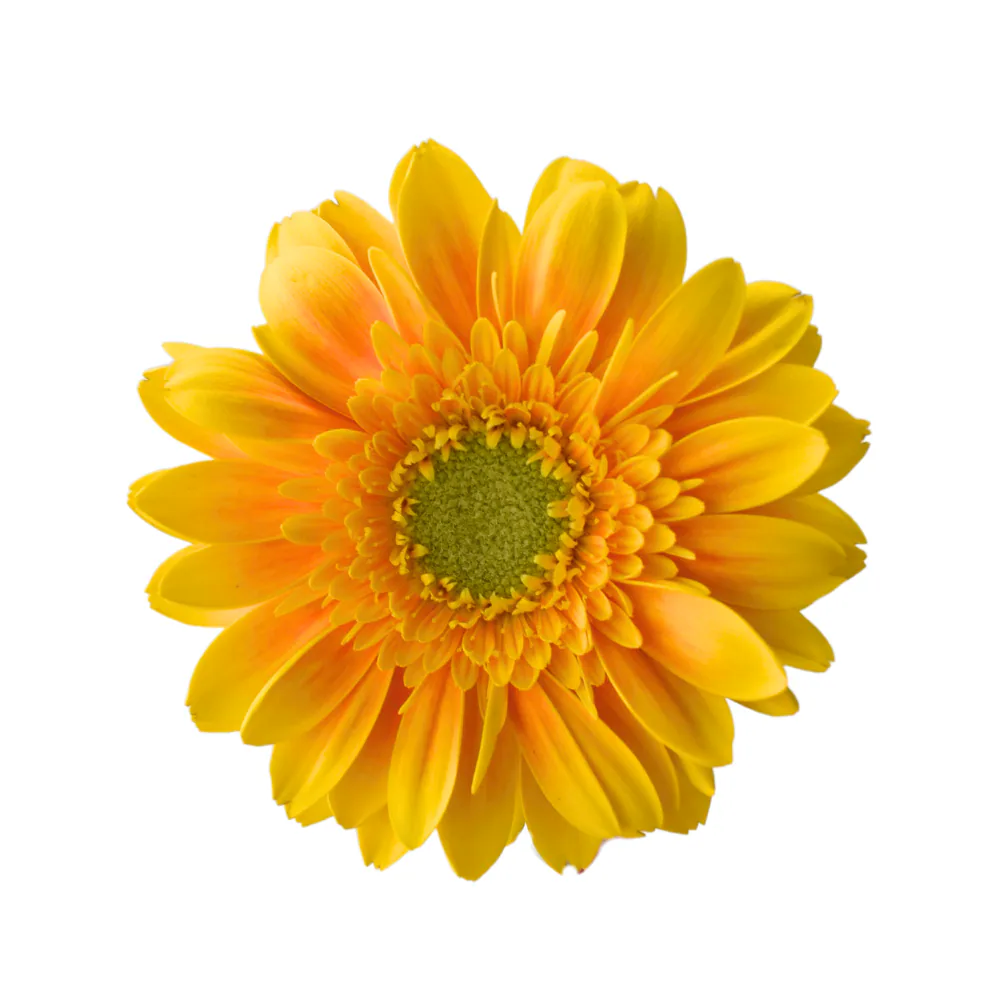 Mini Gerbera Ilios