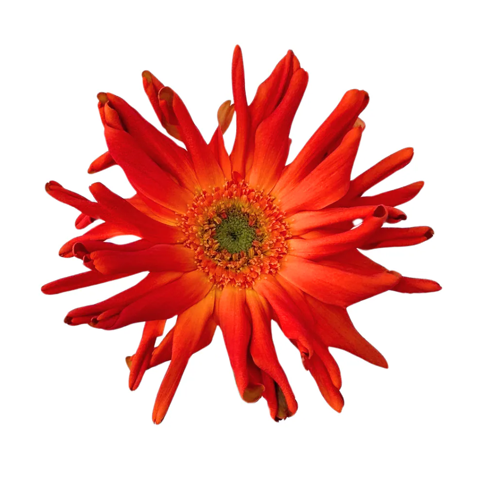Mini Gerbera Marinara