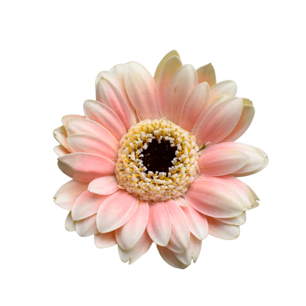 Mini Gerbera Molara