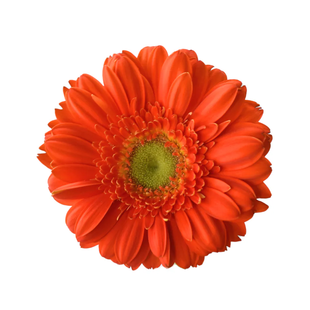 Mini Gerbera Monza