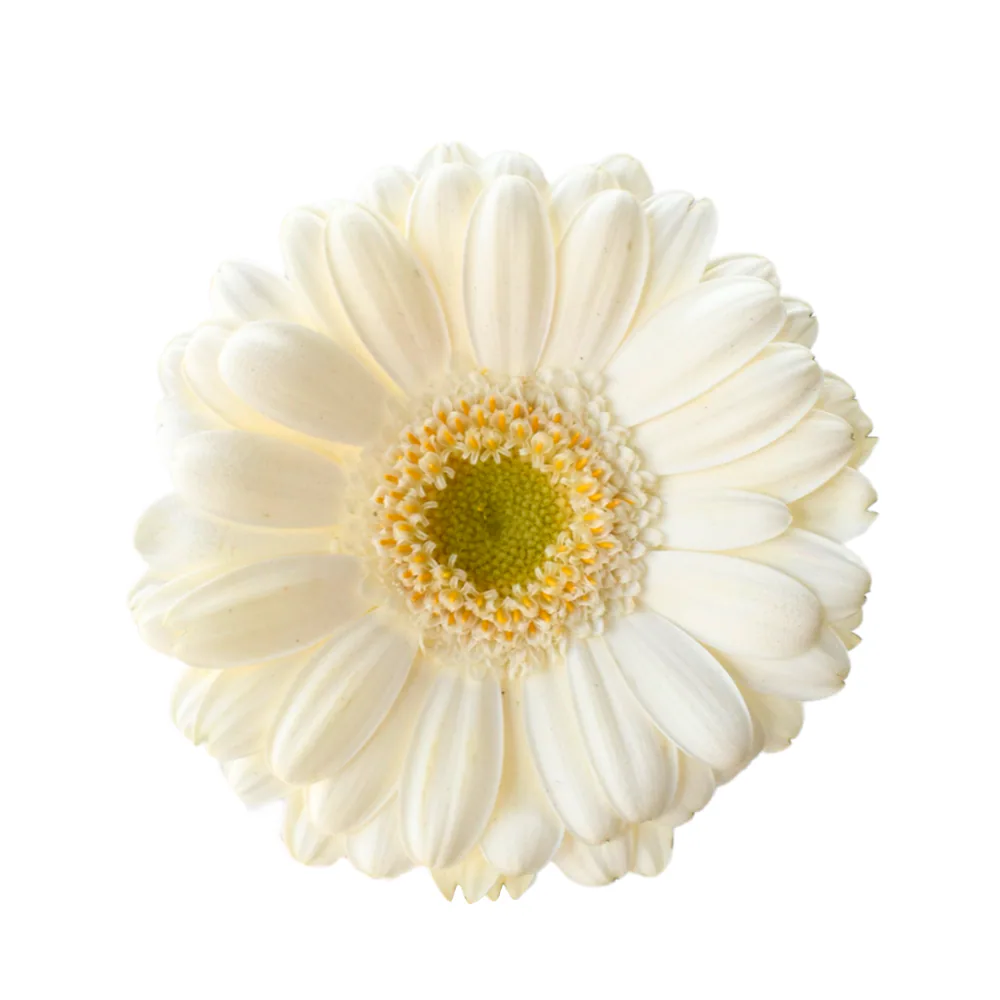 Mini Gerbera Opus