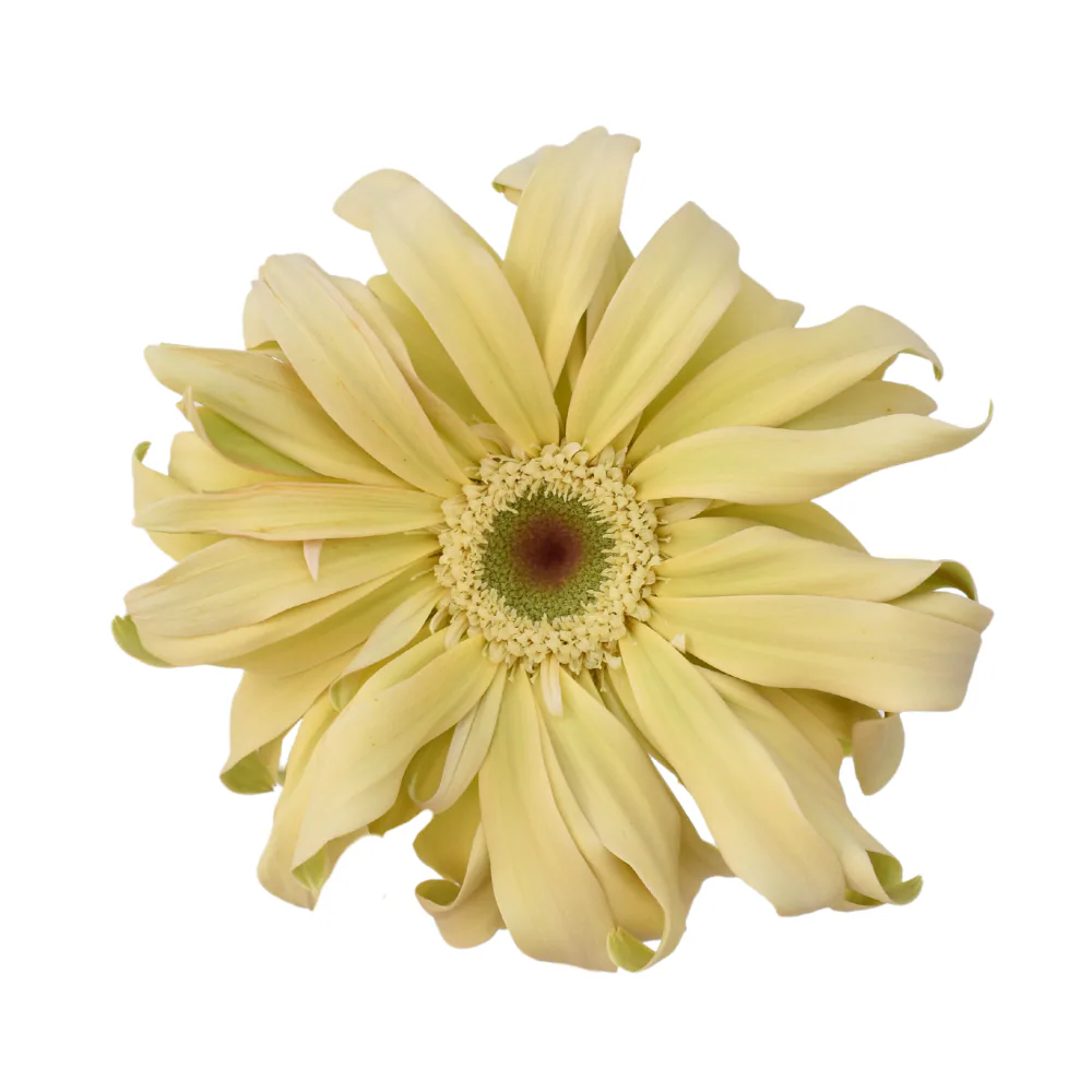 Mini Gerbera Pasta Carbonara