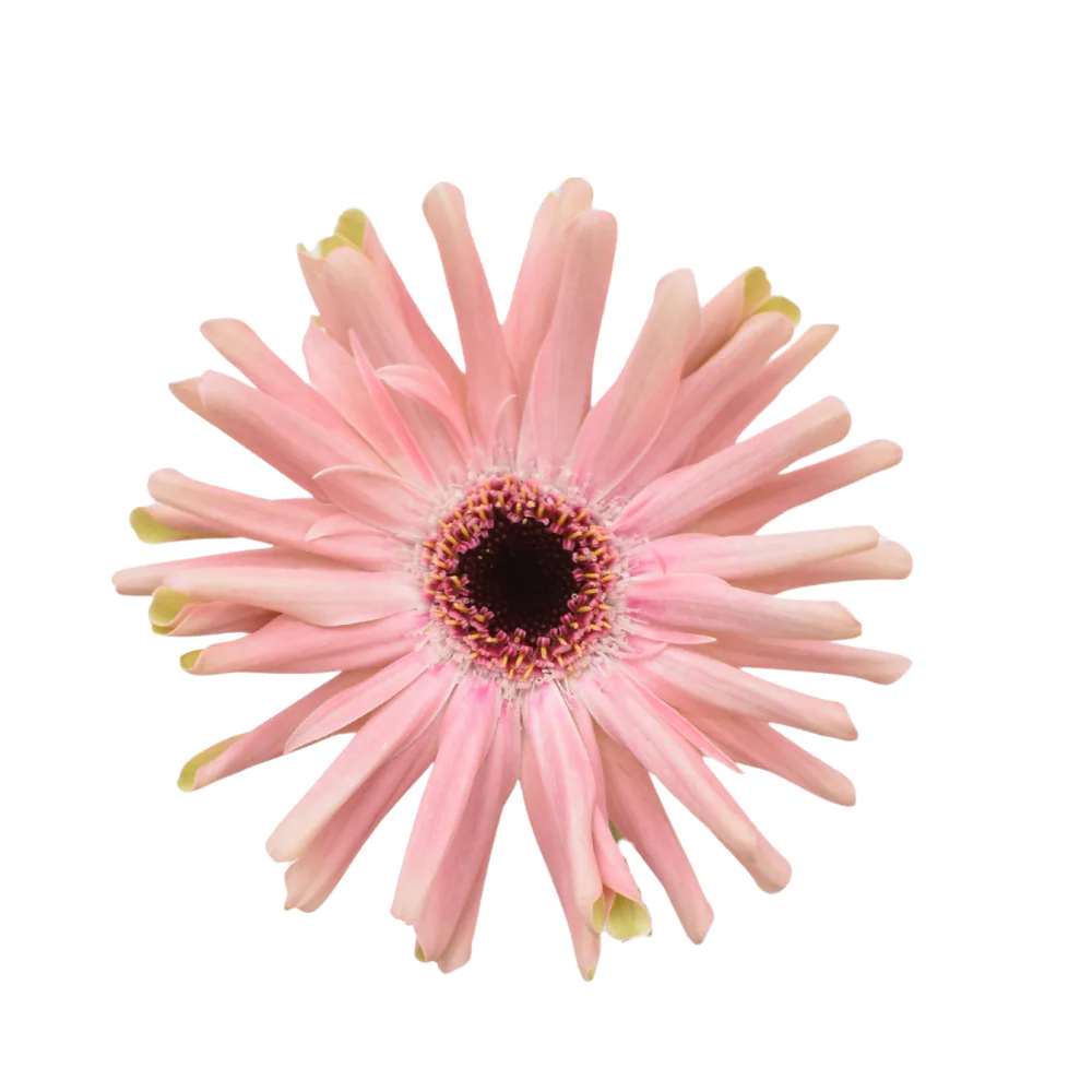Gerbera Pastini Pesaro