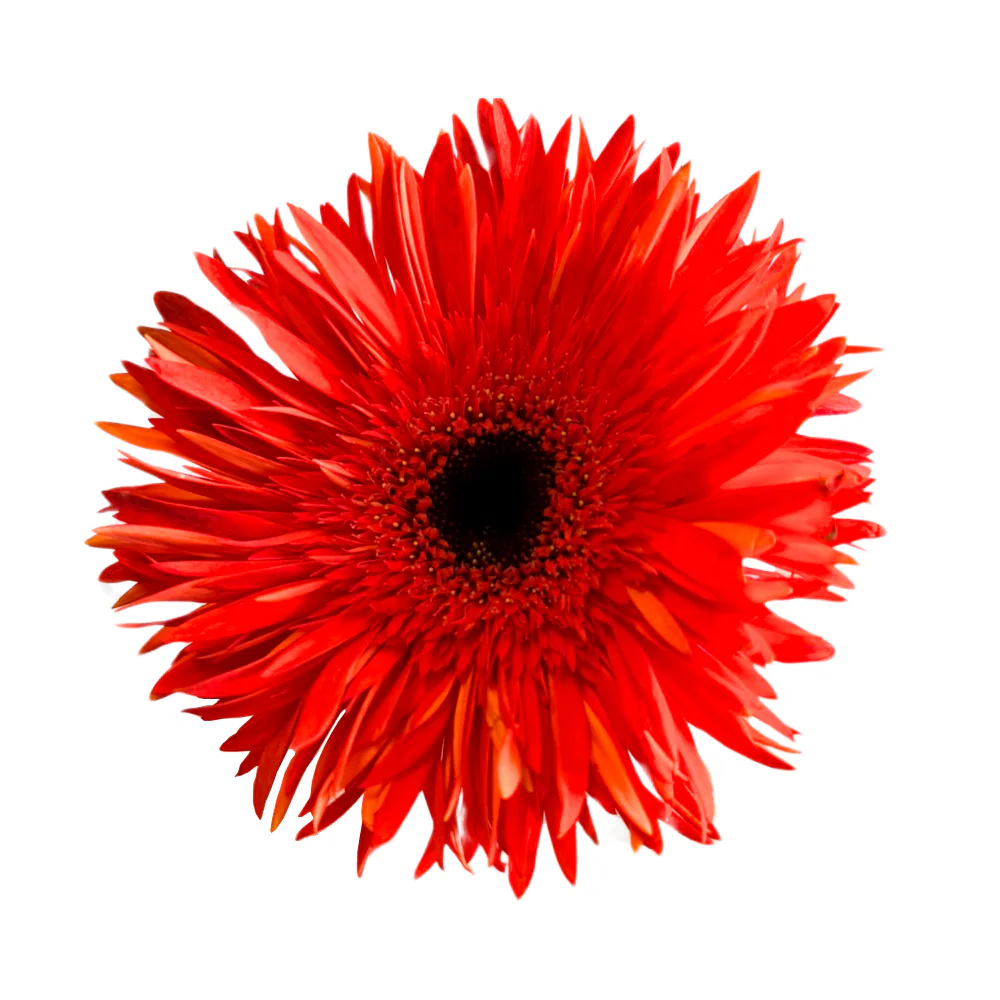 Gerbera Spider Praise