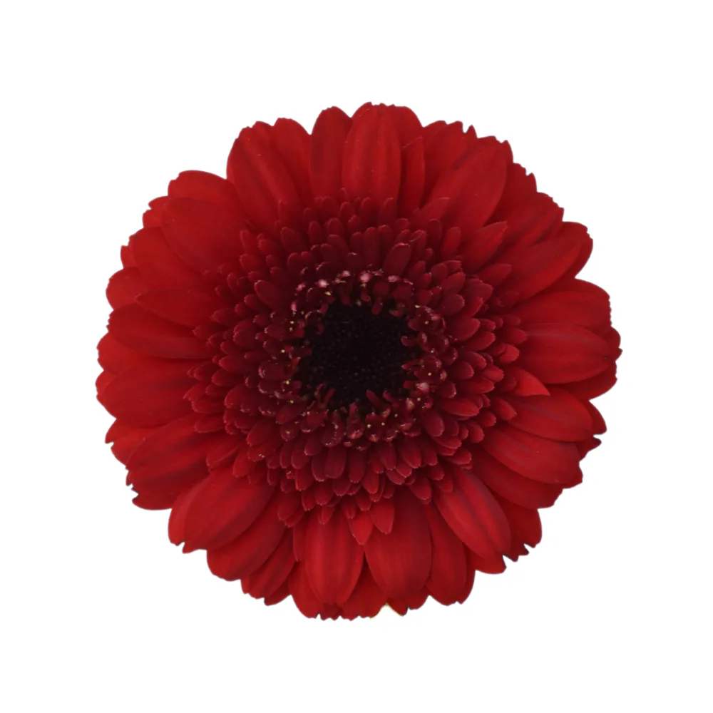 Mini Gerbera Velluto