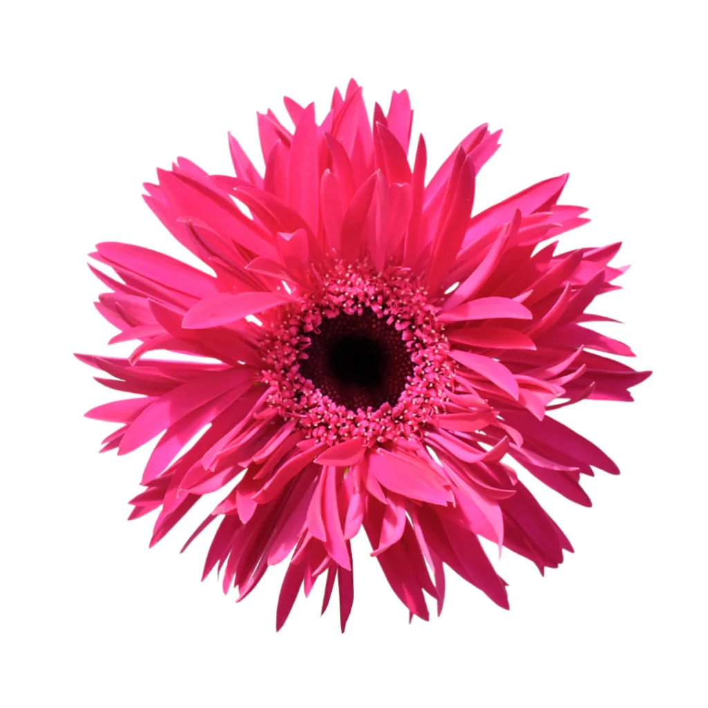 Mini Gerbera Spider Score