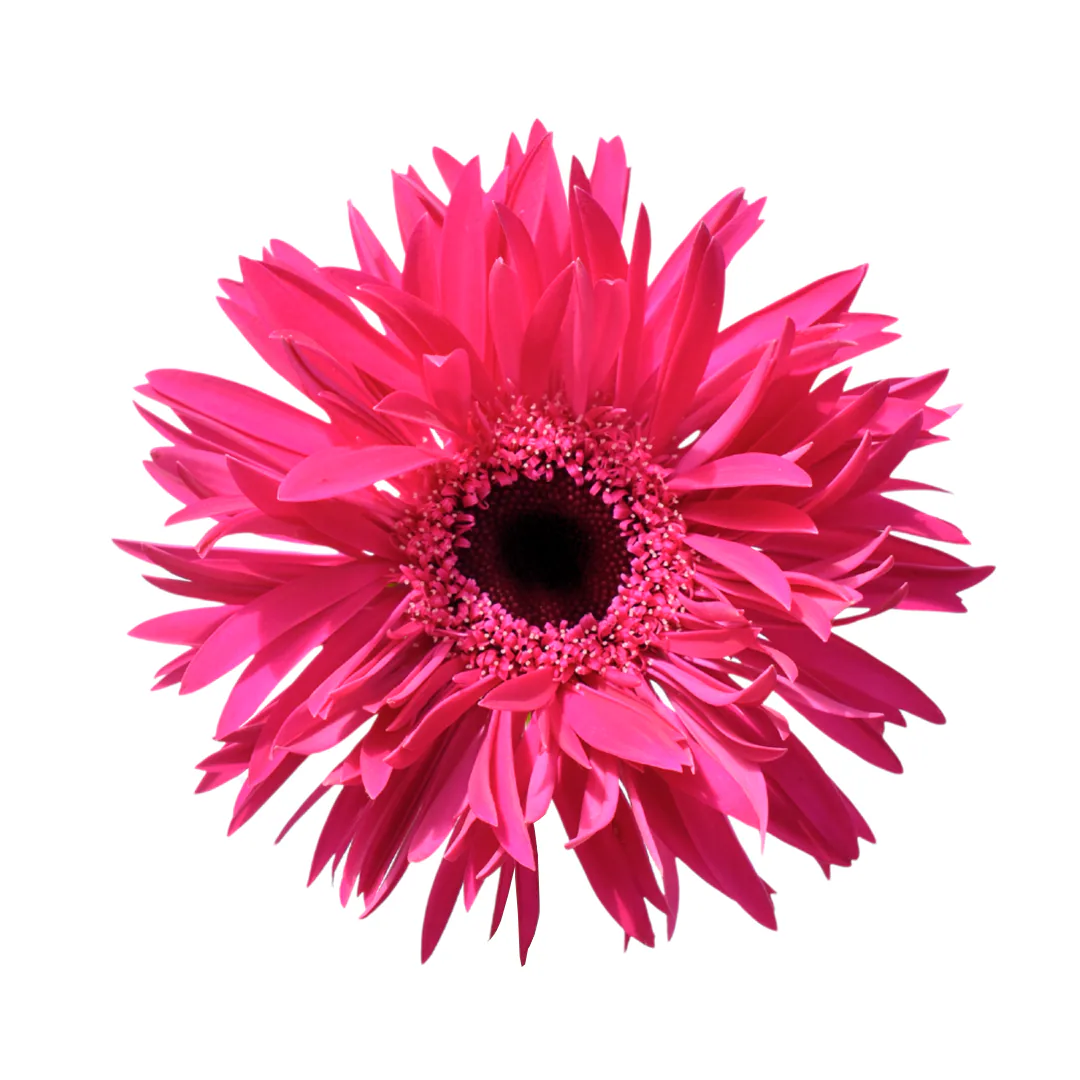 Mini Gerbera Spider Score — Mini Gerberas