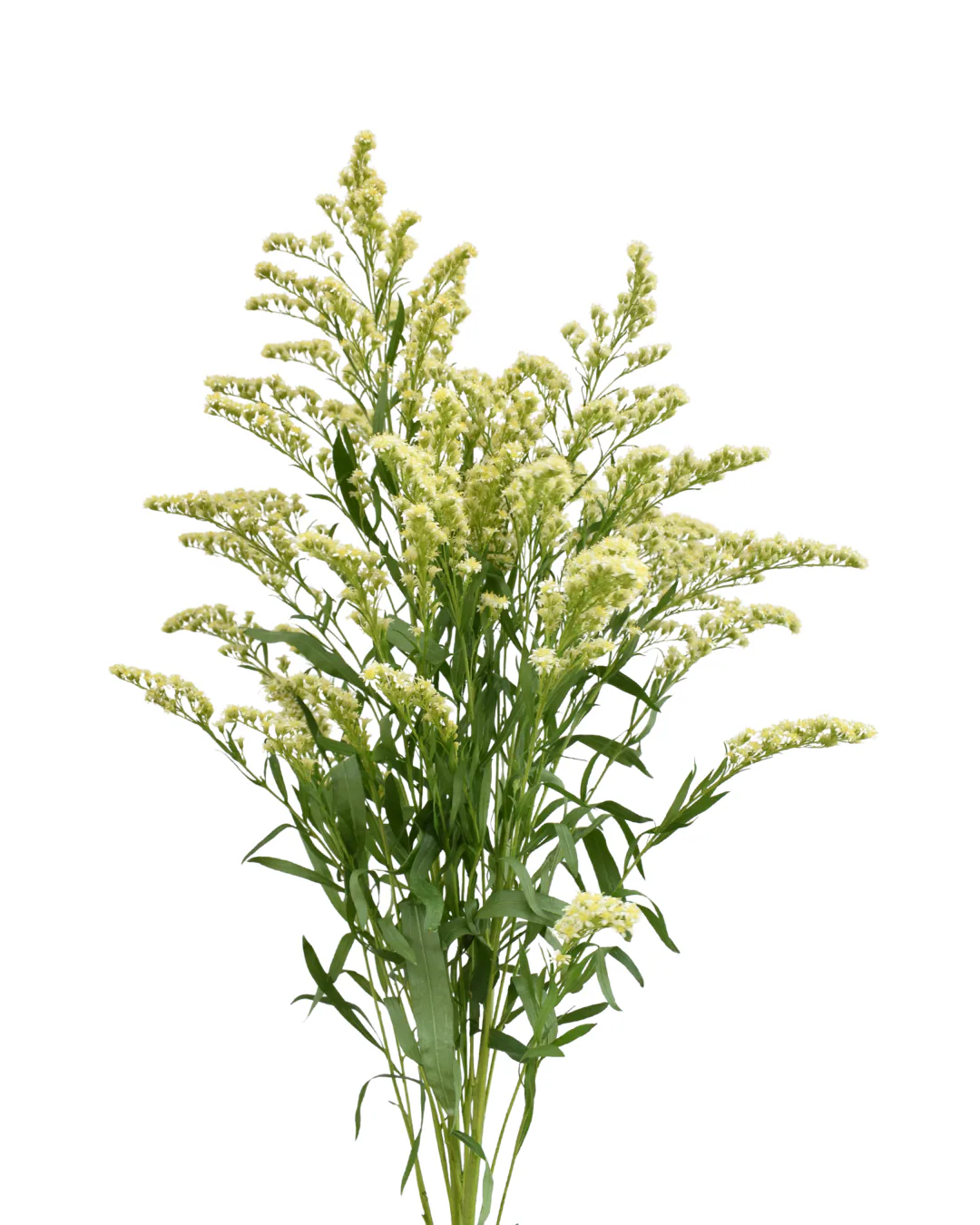 Moonlight Glory Solidago — Solidago