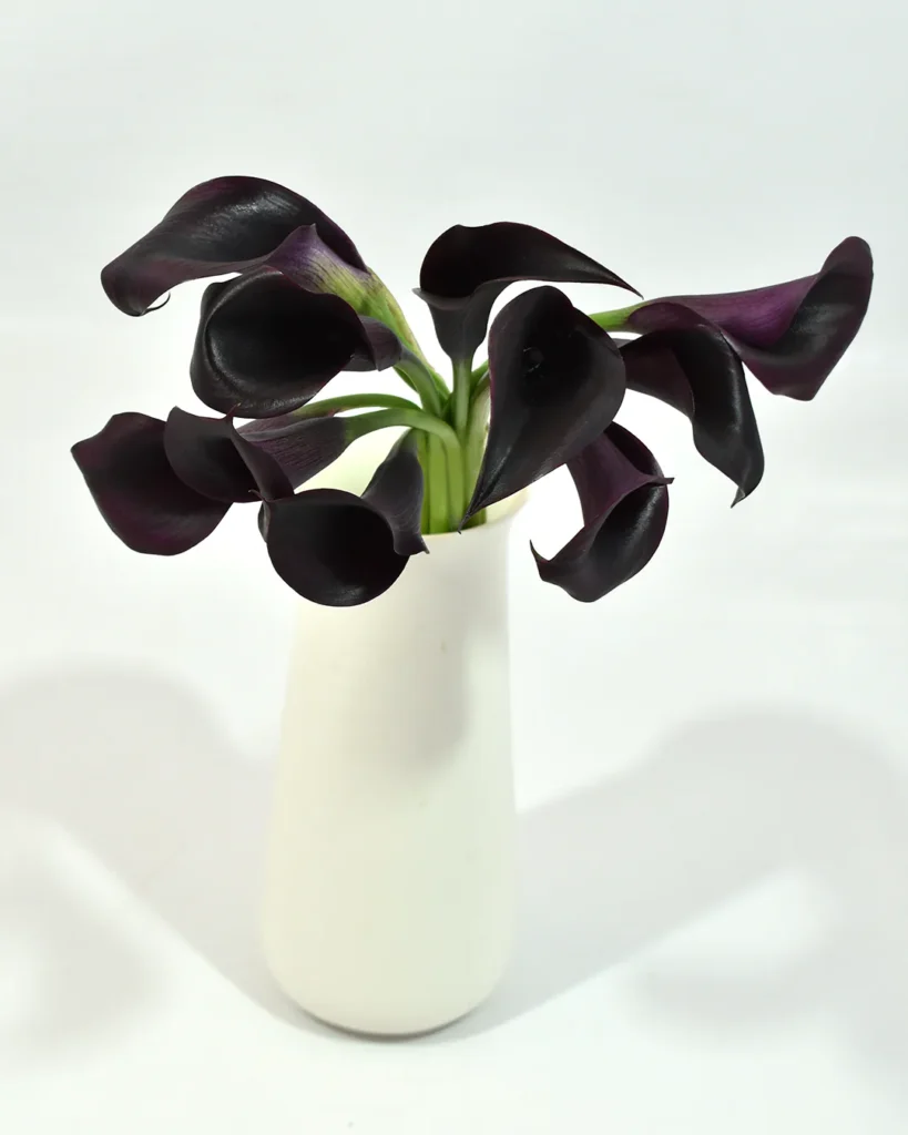 Mini Calla Captain Dark Purple