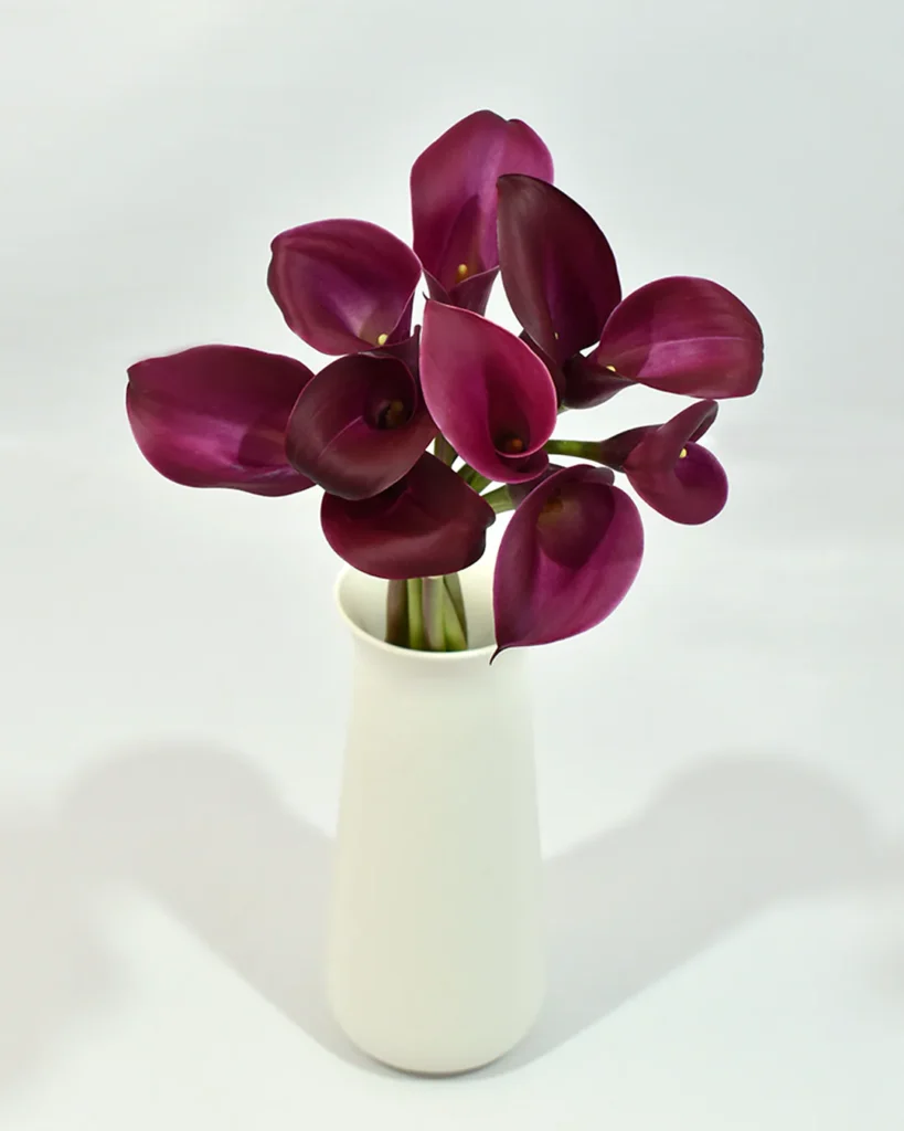 Mini Calla Purple