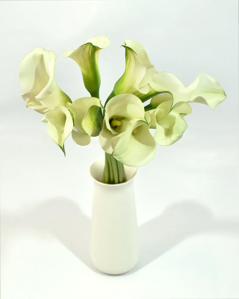 Mini Calla White