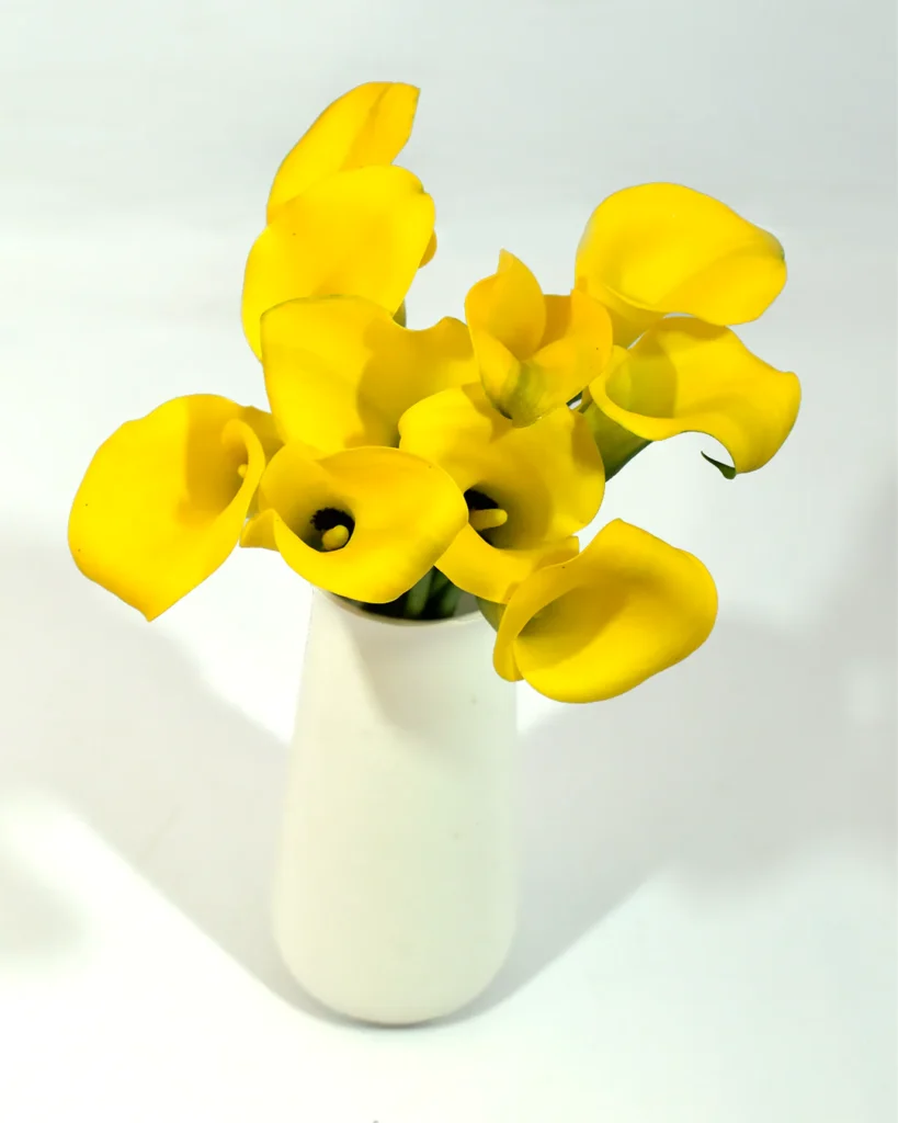 Mini Calla Yellow
