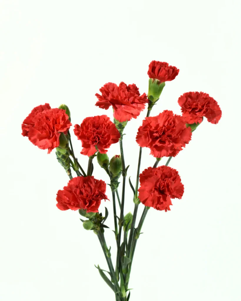 Carnations