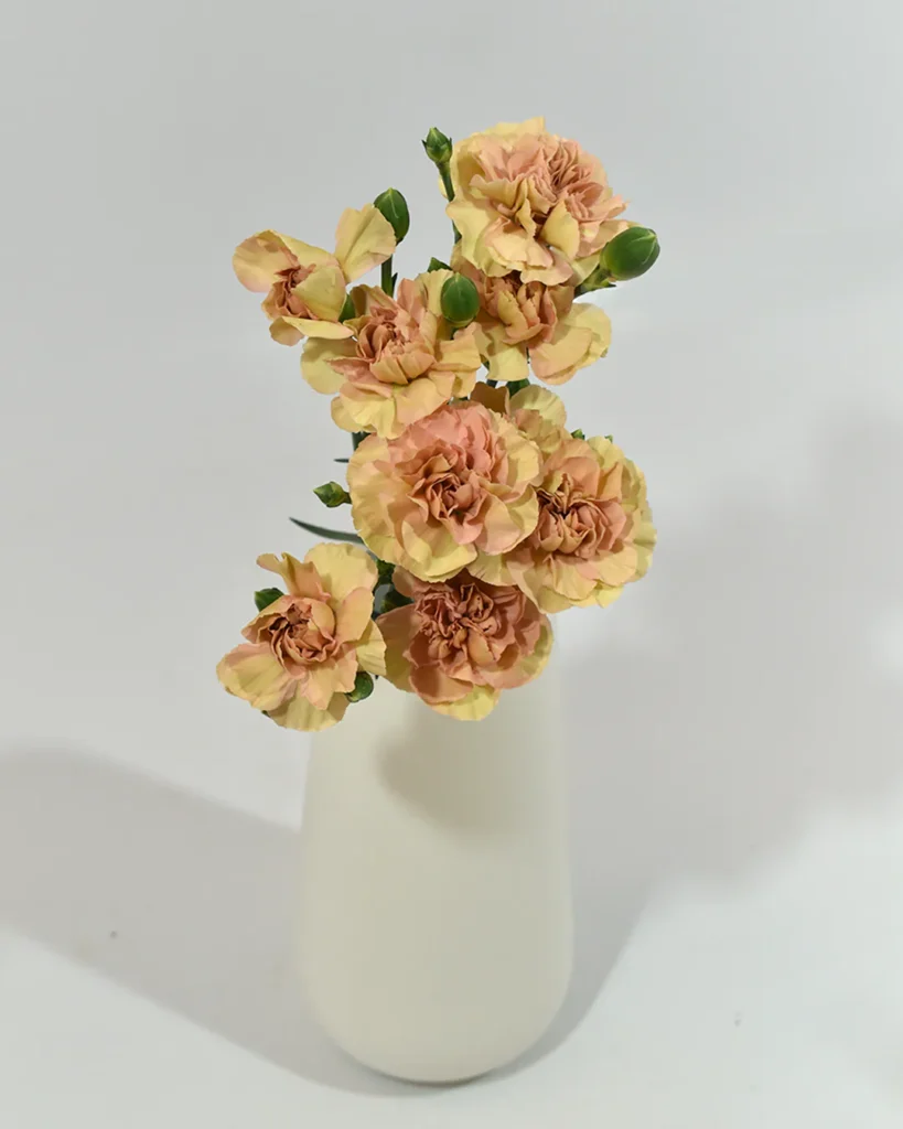 Mini Clavel Canela