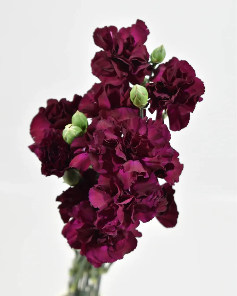 Mini Carnation