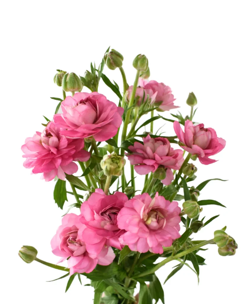 Natura Moderna Dolce