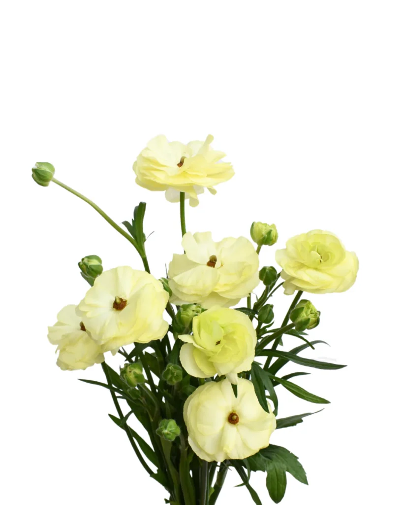 Natura Moderna Limoncello