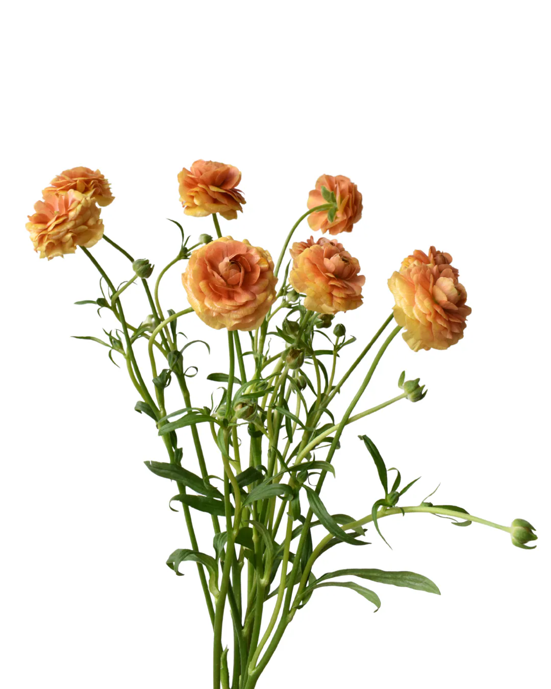 Natura Moderna Mielle — Natura Moderna