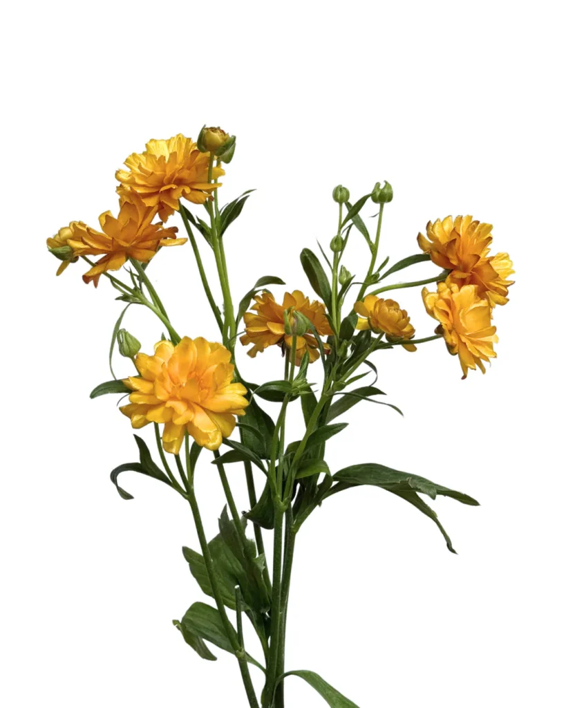Natura Moderna Mustard