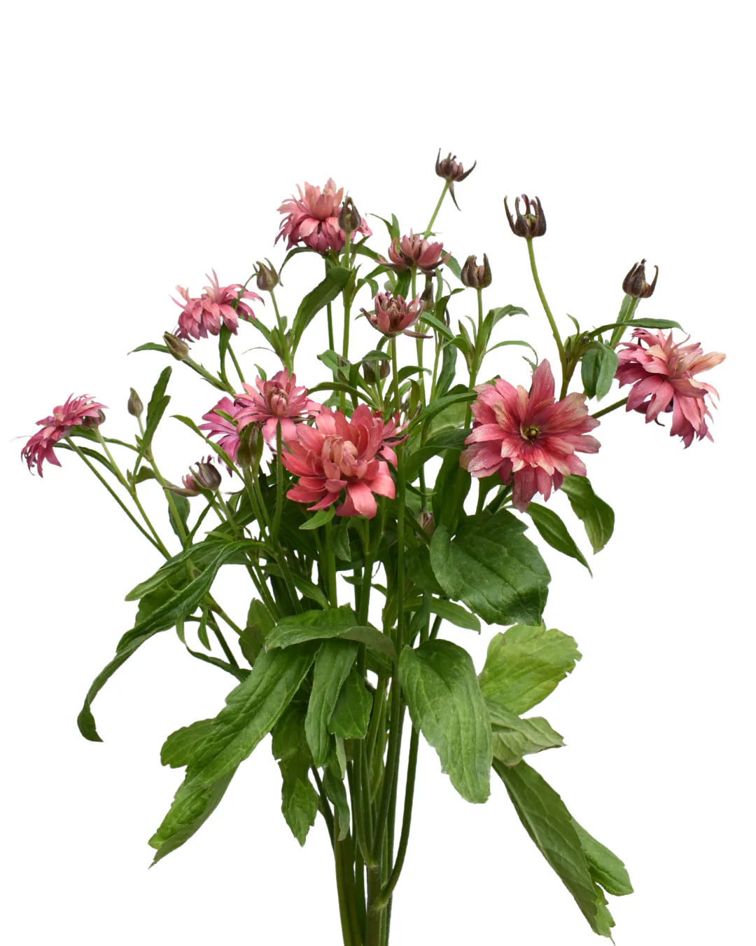 Natura Moderna Vega — Natura Moderna