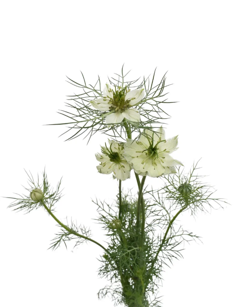 Nigella