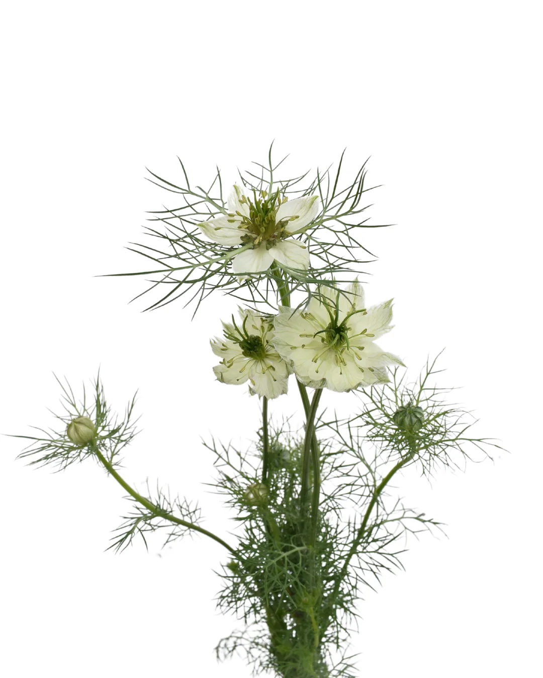 Nigella All White — Nigella