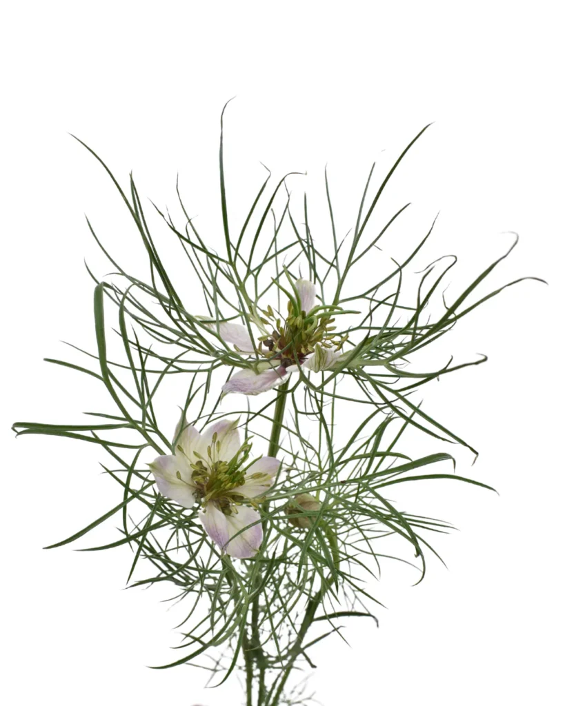 Nigella Rose