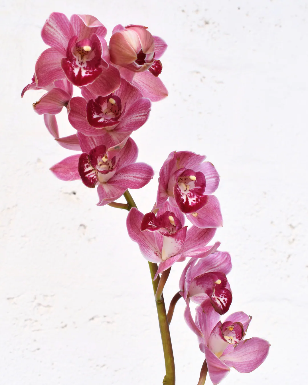 Cymbidium Mix 7+ — Cymbidium