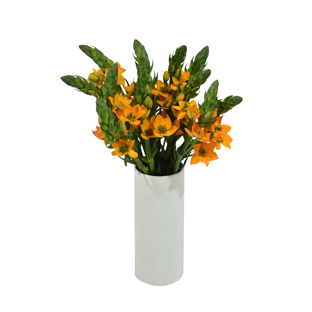 Dubium Orange