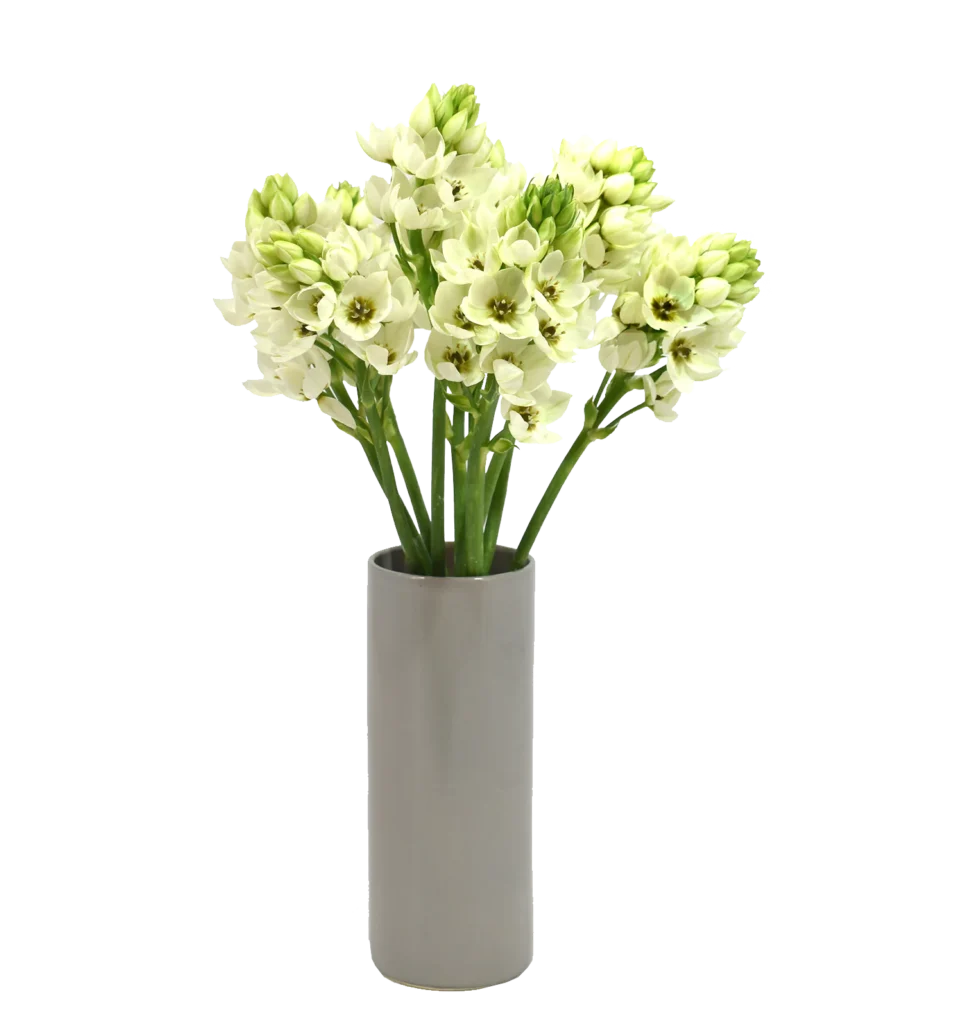 Dubium White