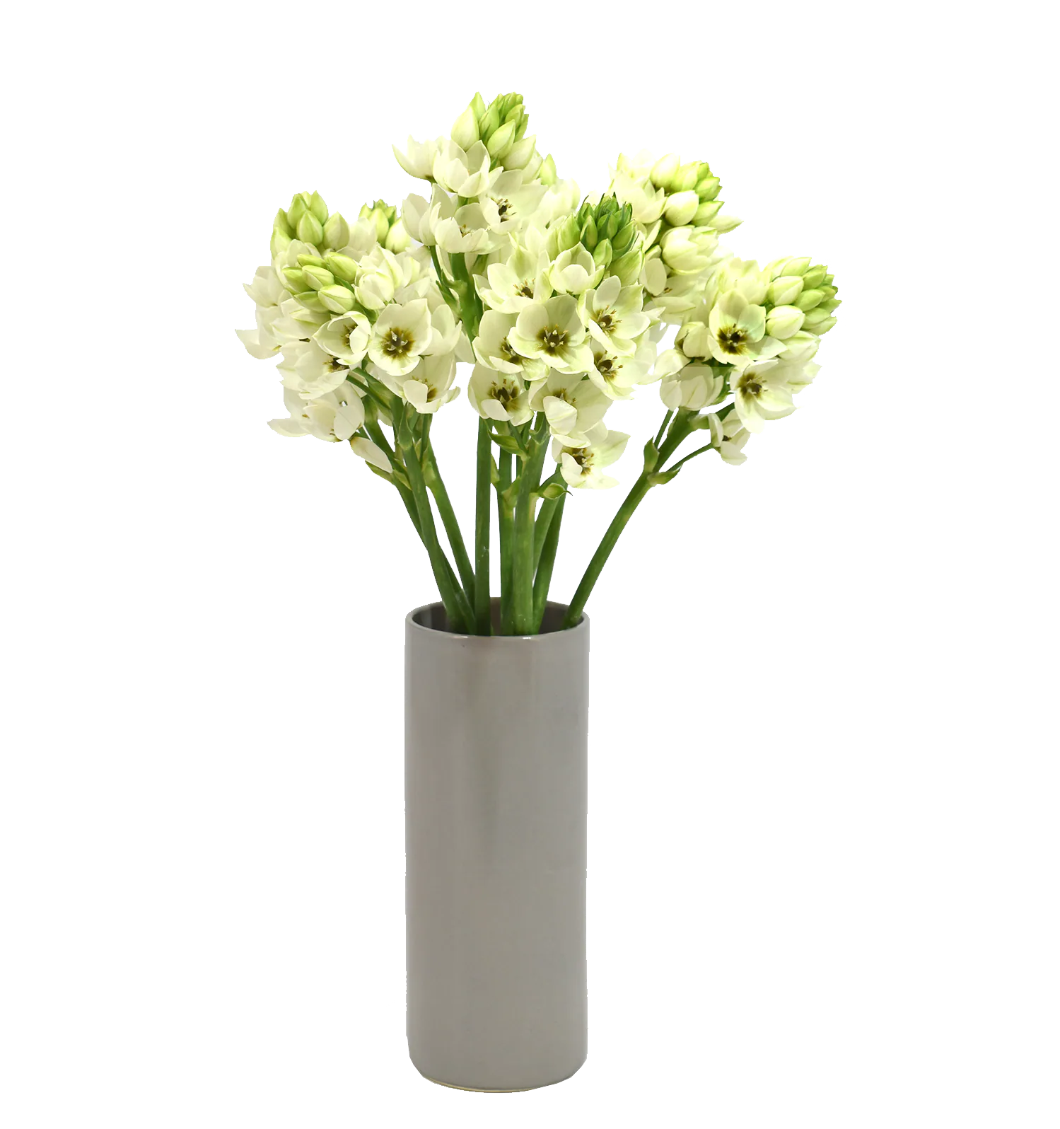 Dubium White — Dubium