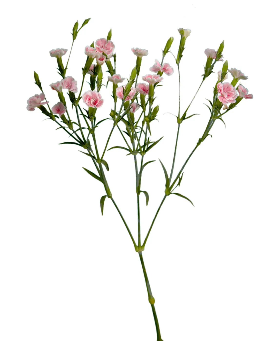 Raffine Petit Aimee — Dianthus