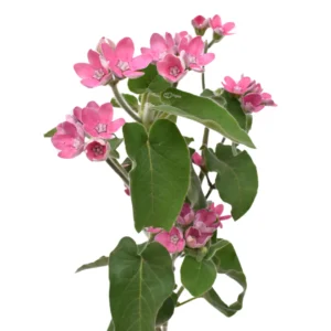 TWEEDIA PINK