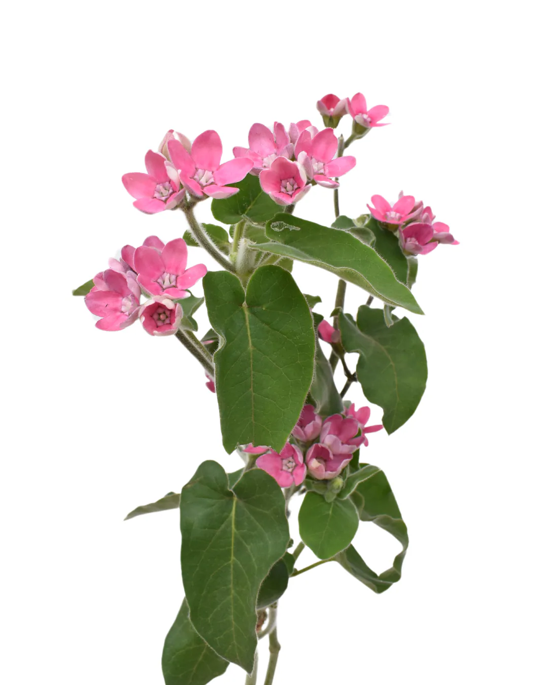 Tweedia Pink — Tweedia