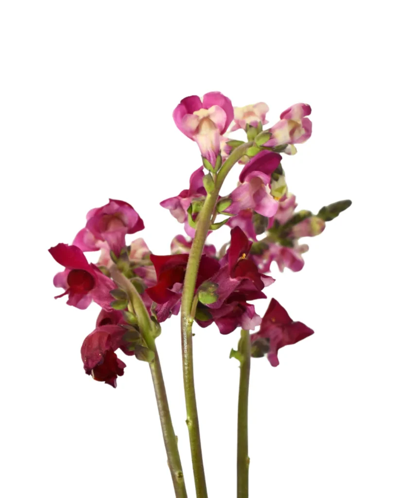 Snapdragon