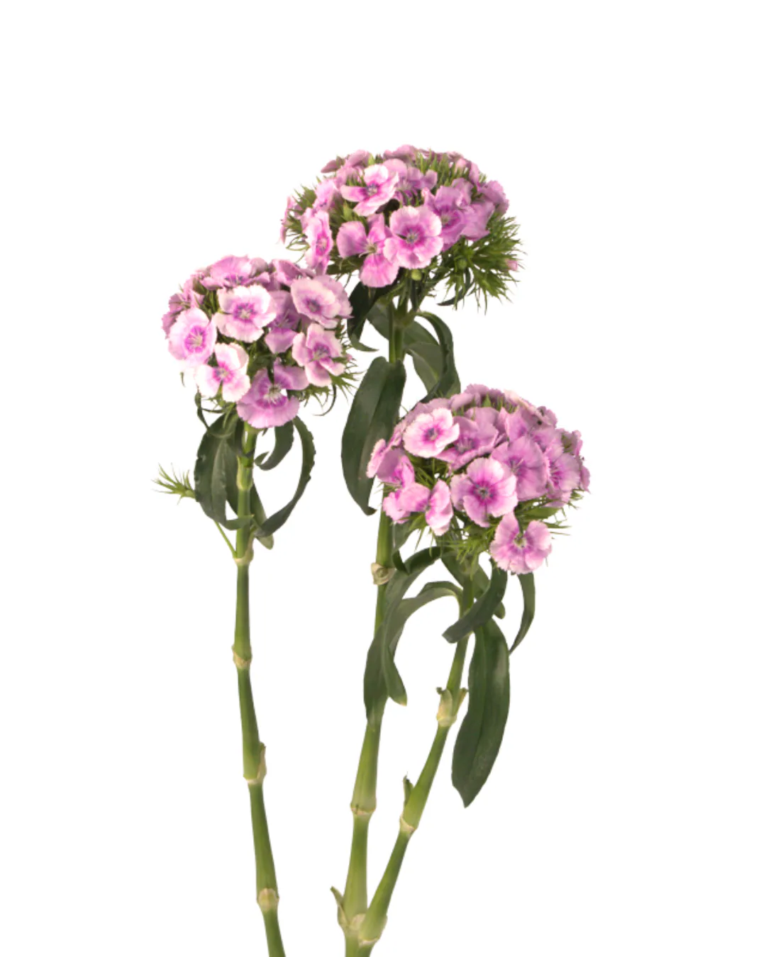 Poethus Lavender — Poethus