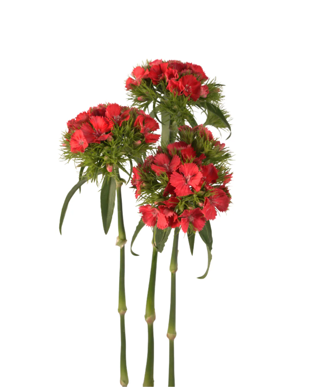 Poethus Red — Poethus