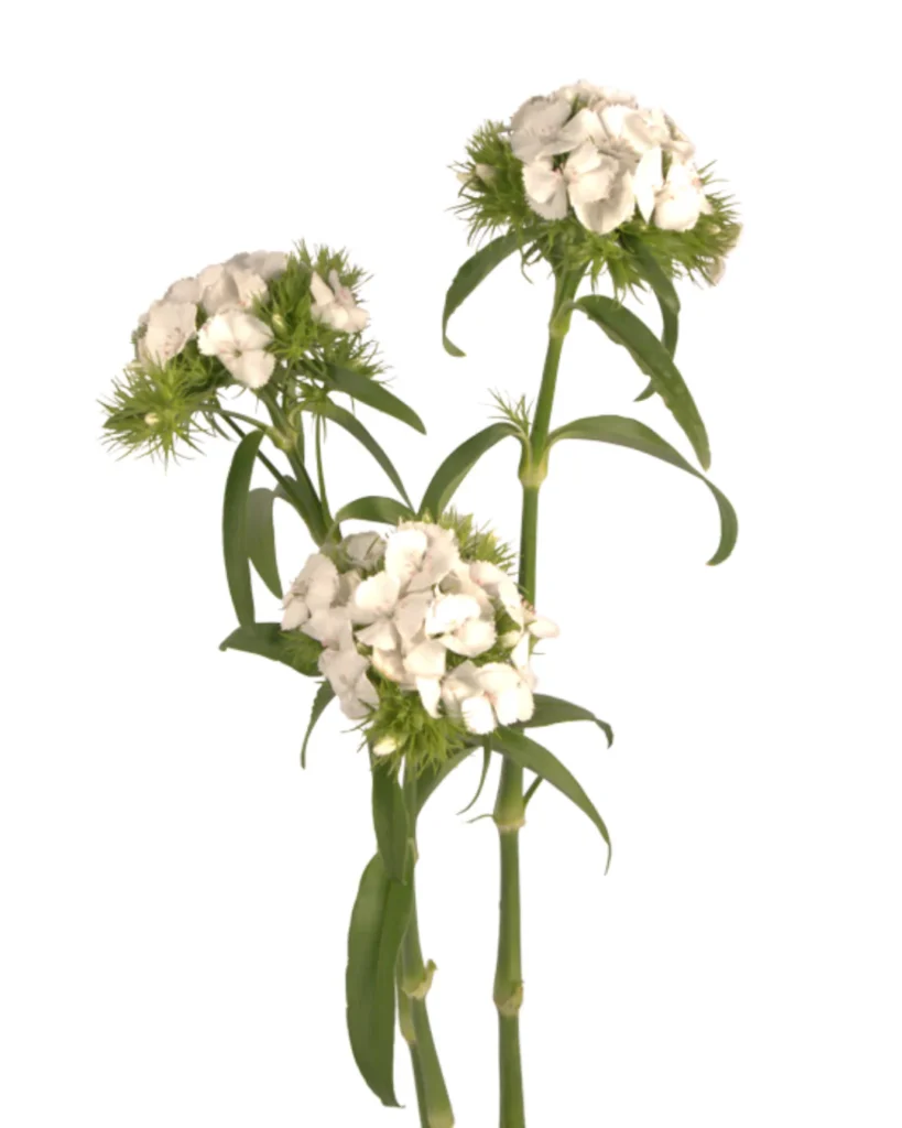 Poethus White